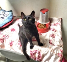 Abysse - femelle, 1 ans