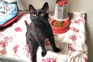 Abysse - femelle, 1 ans