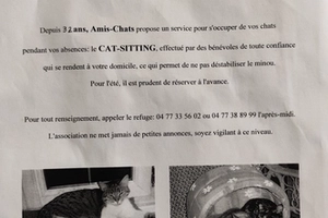 CAT SITTIG - male, Âge inconnu