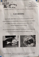 CAT SITTING - male, Âge inconnu