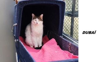 Dubaï - femelle, 4 ans
