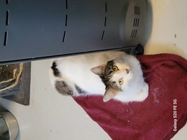 Dubaï - femelle, 3 ans