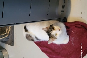 Dubaï - femelle, 3 ans