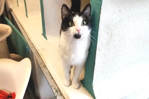 Harmonie - femelle, Âge inconnu