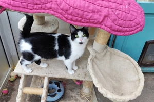 Harmonie - femelle, 1 ans