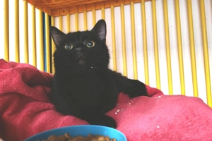 Milo - male, Âge inconnu