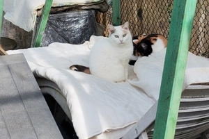 Lilly - femelle, 7 ans