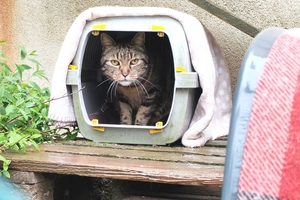 ULYYSSE - male, 12 ans