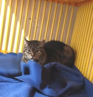 NESSY - femelle, 9 ans