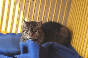 NESSY - femelle, 9 ans