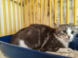 PRUNE - femelle, 1 ans