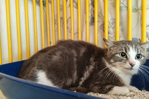PRUNE - femelle, 1 ans