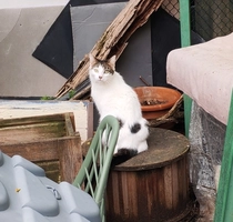 Dubaï - femelle, 4 ans