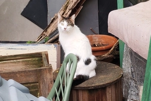 Dubaï - femelle, 4 ans