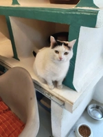 PIN-UP - femelle, 13 ans