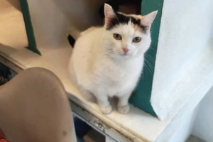 Pin-up - femelle, 13 ans