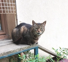 Nessy - femelle, 9 ans