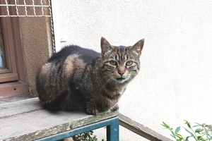 Nessy - femelle, 9 ans