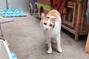Mimi - femelle, 4 ans
