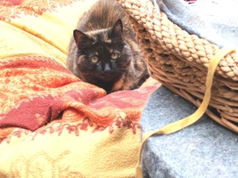 Ambre - femelle, 11 ans