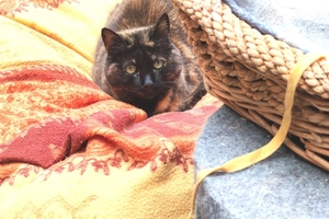 Ambre - femelle, 11 ans