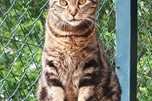 Ulysse - male, 12 ans
