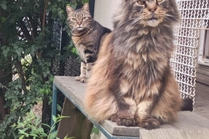 O’Malley - male, 8 ans