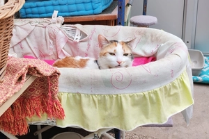Mimi - femelle, 4 ans