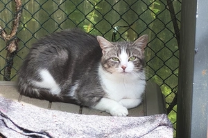 Prune - femelle, 1 ans