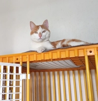 MAÏS - male, Âge inconnu