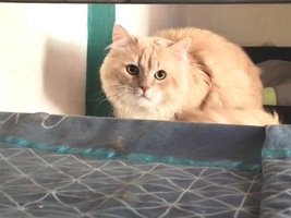 PLUME - male, Âge inconnu