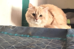PLUME - male, Âge inconnu