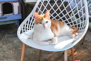 MAÏS - male, 11 mois