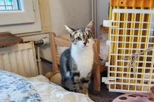 GUEZZIE - femelle, 4 ans