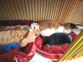 ROXY ET JAZZY - male, 7 ans