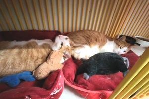 ROXY ET JAZZY - male, 7 ans