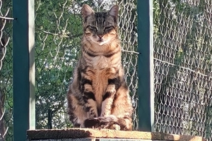 Mégane - femelle, 9 ans