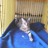 ASKA - femelle, 1 ans