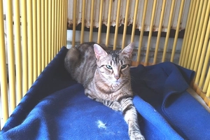 ASKA - femelle, 1 ans