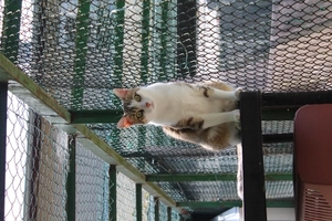 Faffou - femelle, 3 ans