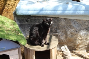 Ariane - femelle, 11 ans