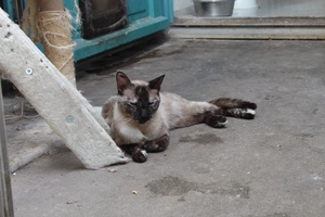 Butterfly - femelle, 2 ans