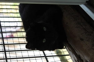 Violette - femelle, 9 ans