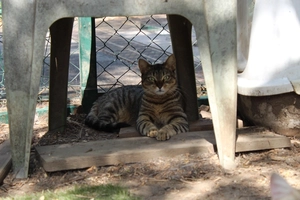 Spicy - femelle, 1 ans