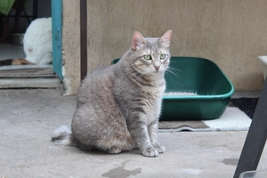 Poppy - femelle, 2 ans