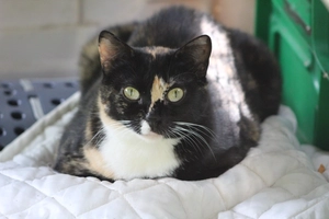 Vahina - femelle, 4 ans