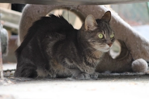 Isopy - femelle, 12 ans