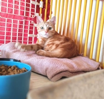 LUNA - femelle, 11 mois