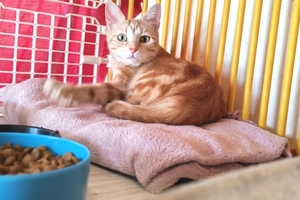 LUNA - femelle, 1 ans