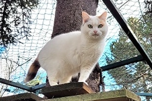 Lilly - femelle, 6 ans